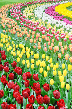 五顏六色的郁金香花壇