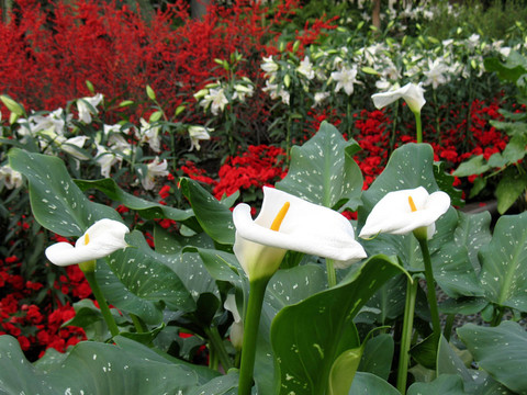 Calla百合花