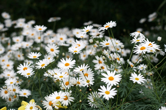雛菊花
