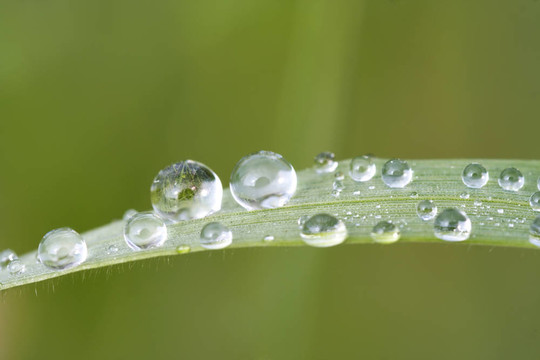 草葉上水滴