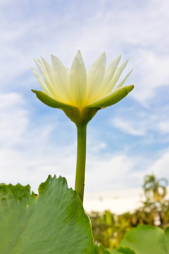 藍(lán)天上的白睡蓮