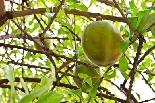 葫蘆樹(shù)
