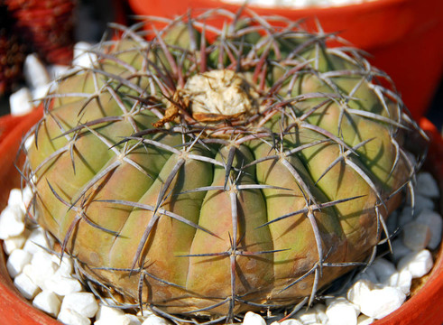 綠色的仙人掌植物