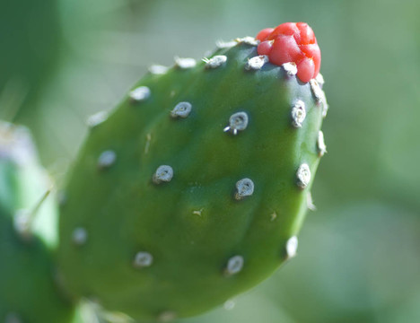 仙人掌上的紅花