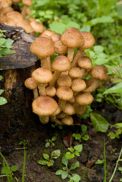 秋天的蘑菇