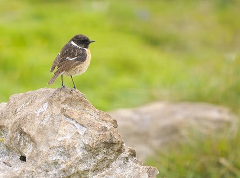 野翁鳥。