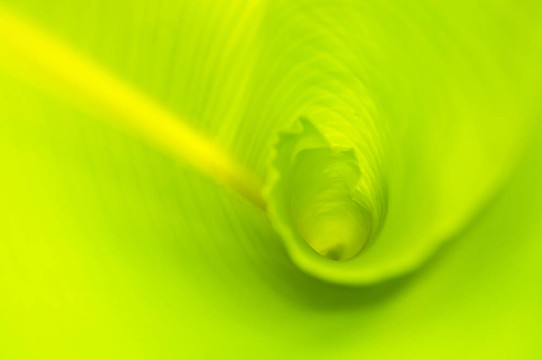 香蕉葉