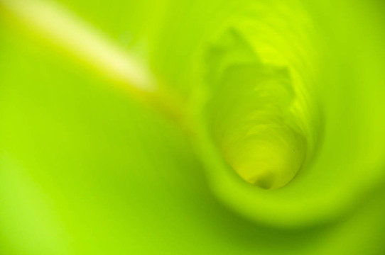 香蕉葉