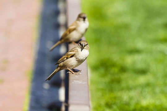 Sparrow（Passer domesticus）一個(gè)陽光明媚的夏日，在籬笆