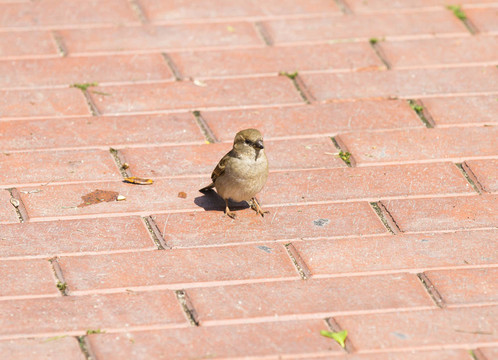 Sparrow（Passer domesticus）一個陽光明媚的夏日，在籬笆