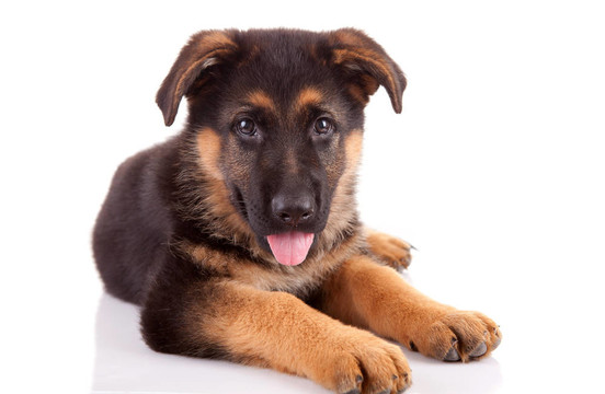 德國(guó)牧羊犬
