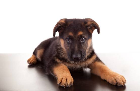 德國(guó)牧羊犬