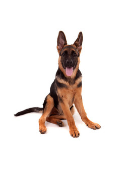 德國牧羊犬
