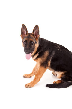 德國(guó)牧羊犬