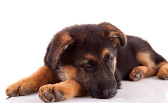 德國(guó)牧羊犬