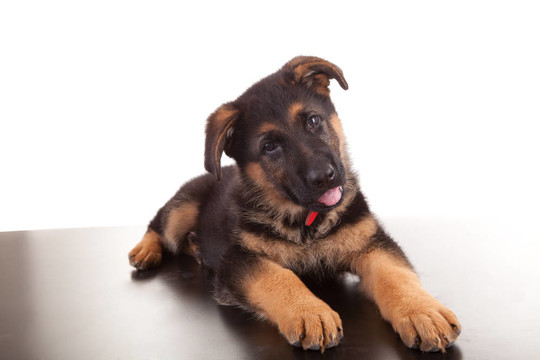 德國牧羊犬