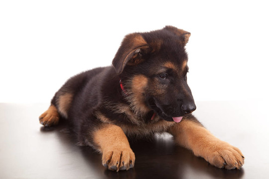 德國牧羊犬
