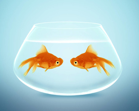 兩只金魚墜入愛河