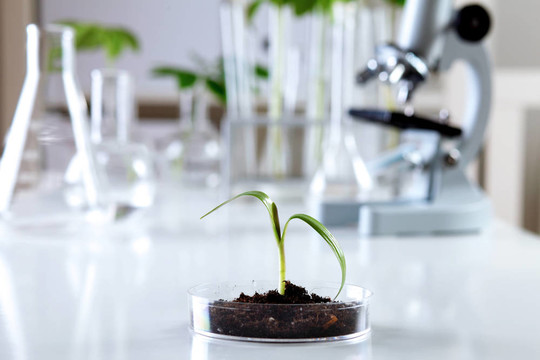 在綠色植物生物學(xué)實(shí)驗(yàn)室