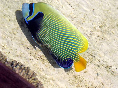 埃拉特水族館的比目魚