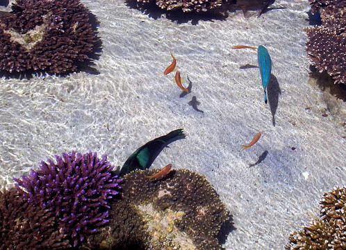 埃拉特水族館的魚2005
