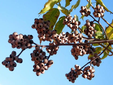 Kiryat Ono毛葉桉2010