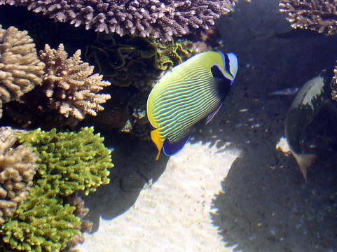 埃拉特水族館的珊瑚魚2005