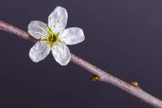 樹上的花
