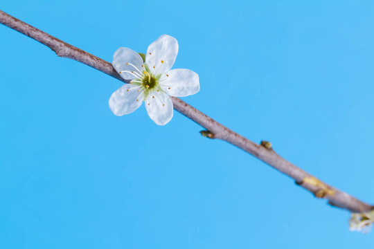 樹上的花