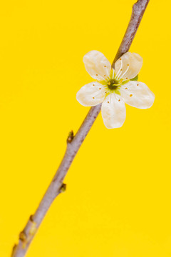 樹上的花