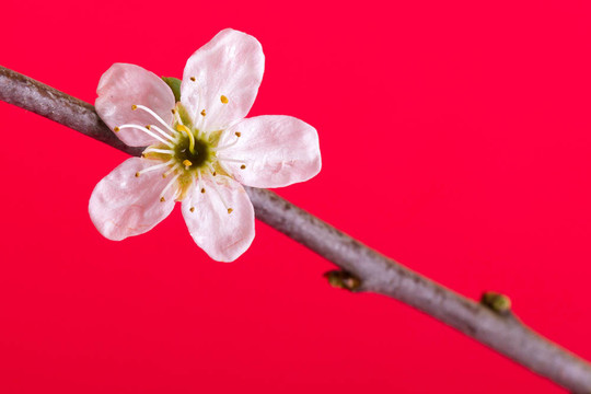 樹上的花