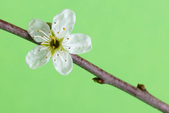 樹上的花