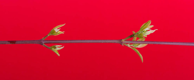 春天的樹(shù)