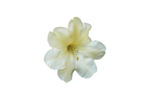 淡黃色的杜鵑花