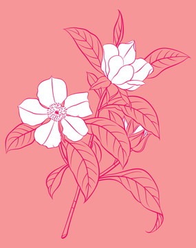 白色的花枝