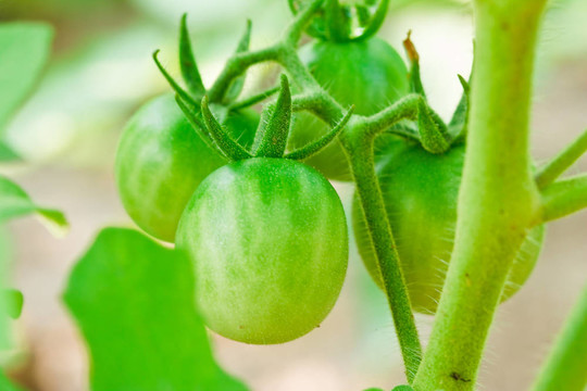 關(guān)閉新鮮的西紅柿仍然在植物上