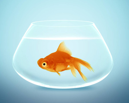 金魚小缽