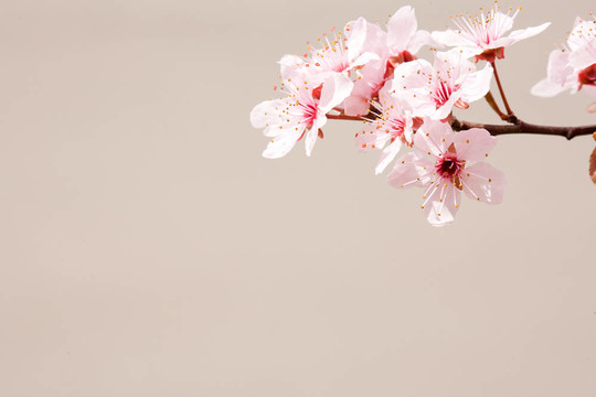 早春櫻花。