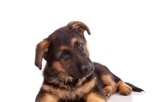 德國(guó)牧羊犬