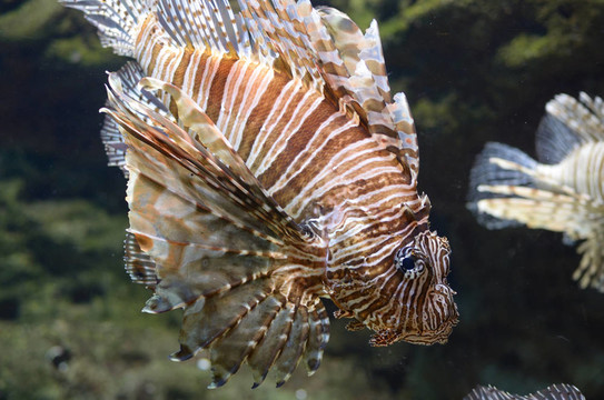 獅子魚（獅子）