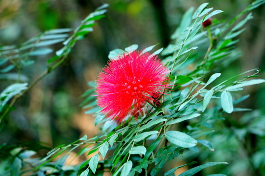 朱纓花