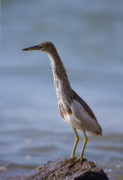 水鳥 黃葦鶼