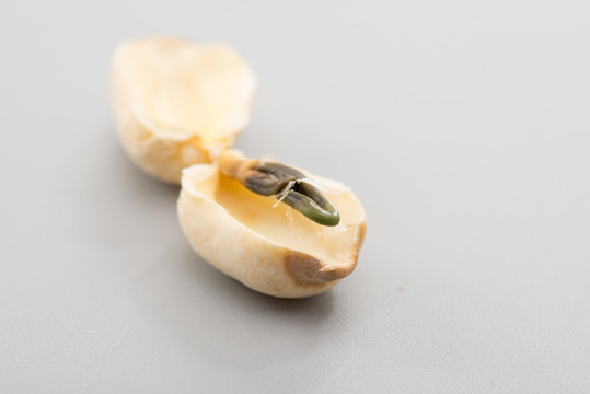 蓮子蓮心特寫(xiě)