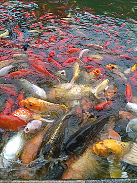 魚