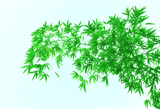 青翠色的竹子