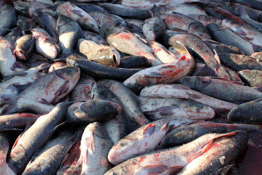冬捕 捕魚 打凍網(wǎng) 淡水魚