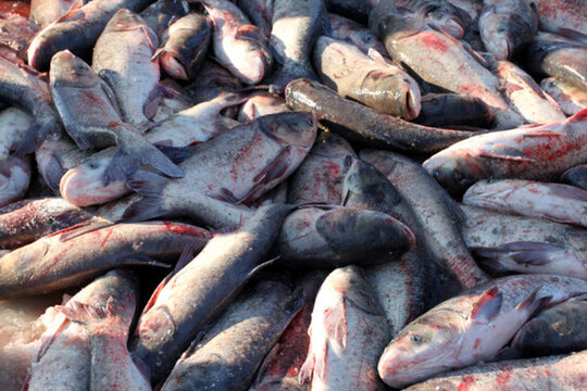 冬捕 捕魚(yú) 打凍網(wǎng)