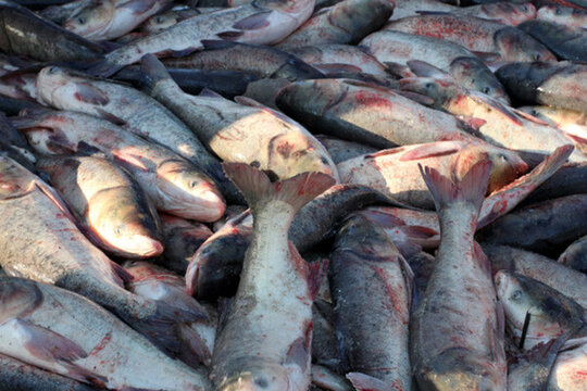 冬捕 捕魚 打凍網(wǎng) 淡水魚