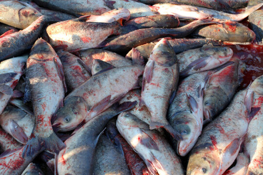 冬捕 捕魚 打凍網(wǎng) 淡水魚