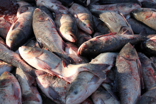冬捕 捕魚 打凍網(wǎng)